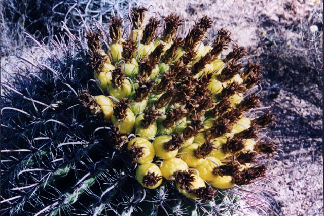 A fishhook cactus.