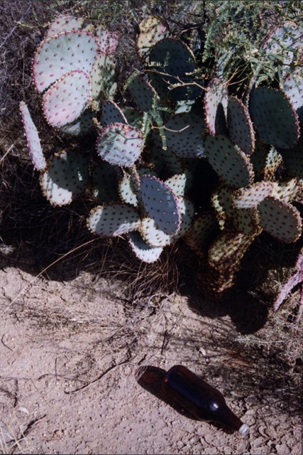 Much of Tucson's high school population may have visited the site.