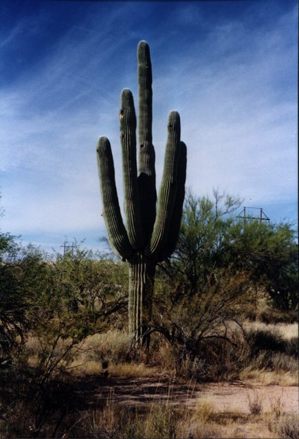 A stately Saguaro.