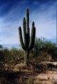 #4: A stately Saguaro.