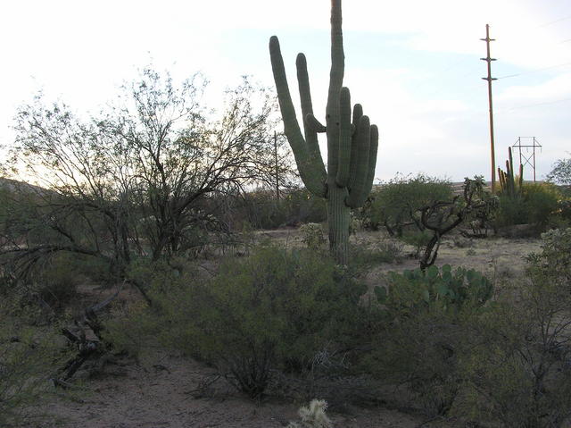 View west (of this confluence point's signature cactus)