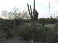 #5: View west (of this confluence point's signature cactus)