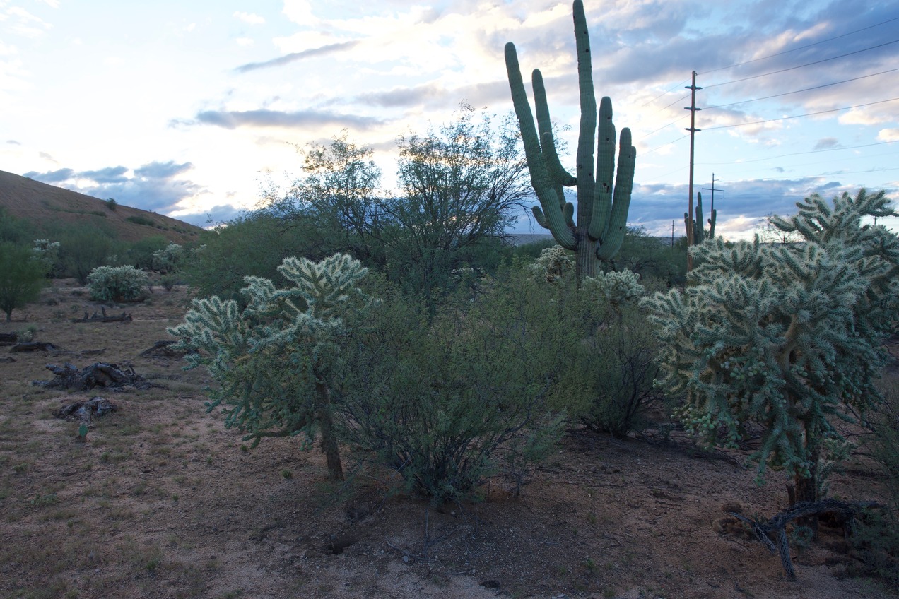View West (towards this point’s signature Saguaro cactus)