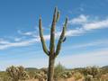 #9: Saguaro with Cholla cacti
