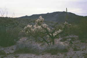 #1: A view from the confluence point.