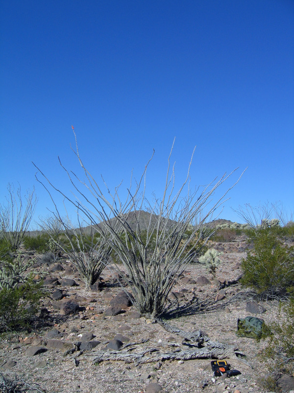 Ocotillo cactus at confluence point
