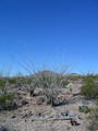 #5: Ocotillo cactus at confluence point