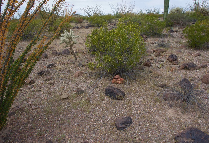 The confluence point lies near a ridge top, surrounded by several varieties of cactus