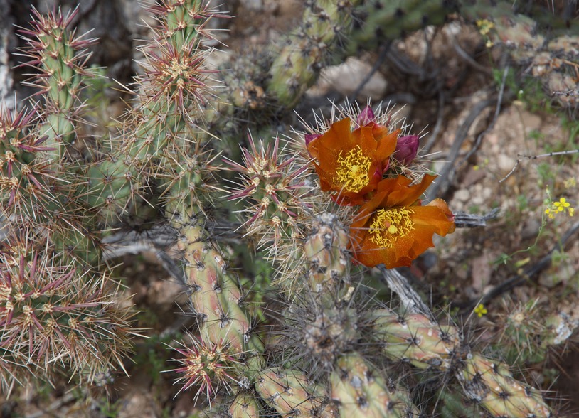 Flowering cactus near the point