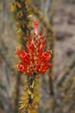 #10: Flowering Ocotillo near the point