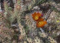 #8: Flowering cactus near the point