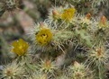 #9: Flowering cactus near the point