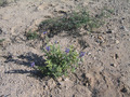 #6: Ground Cover