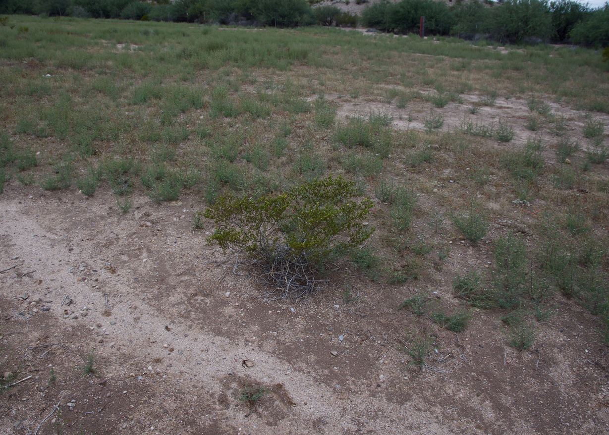 The confluence point lies in a small, silty depression