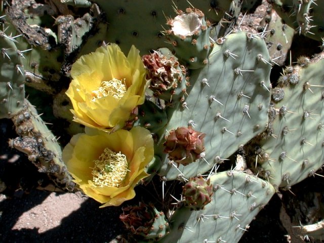 A prickly pear cactus in bloom