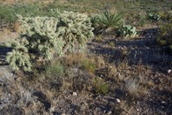 #5: Ground cover at the confluence point