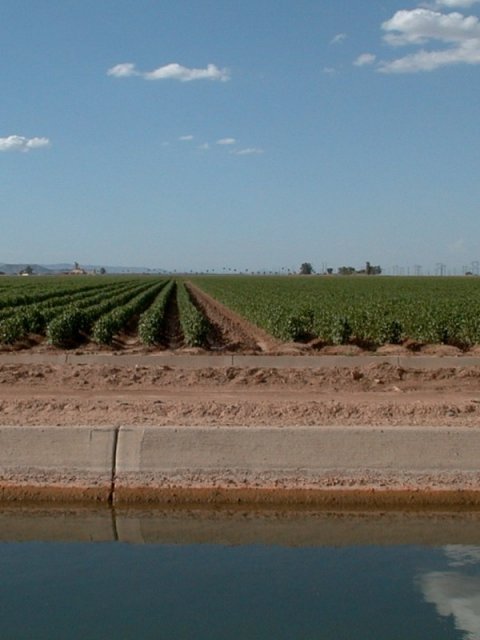 A field of irrigated cotton