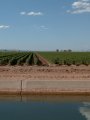 #2: A field of irrigated cotton