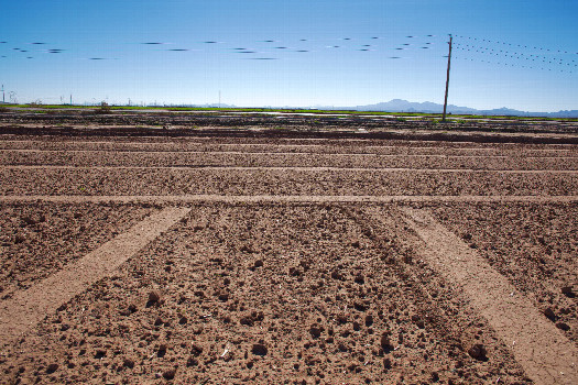 #1: The confluence point in a (currently fallow) field.  (This is also a view to the South, across an irrigation canal, towards a nearby road.)