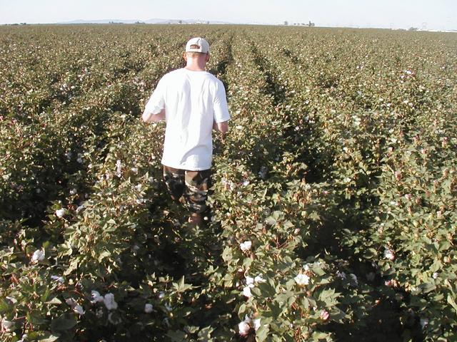 rows of mature cotton