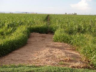 #1: The confluence is just 8 ft past the large patch of dirt