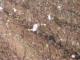 #1: The confluence point - in a cotton field this year