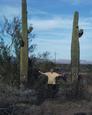 #6: David between two giant saguaro cactus