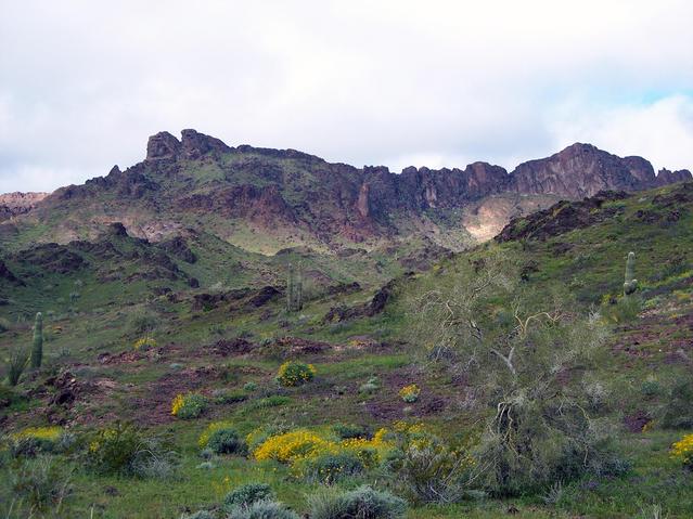 Incredible greens and flowers of every color - dormant here for dozens of years until the magic effects of rain transform the area into a wonderland