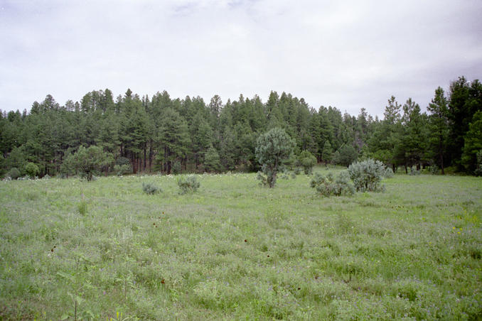 Meadow passed along way in forest