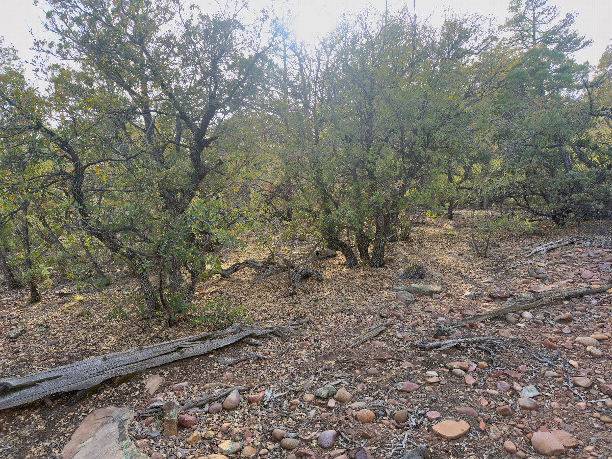 The confluence point lies next to this small rock-strewn clearing  (This is also a view to the West.)