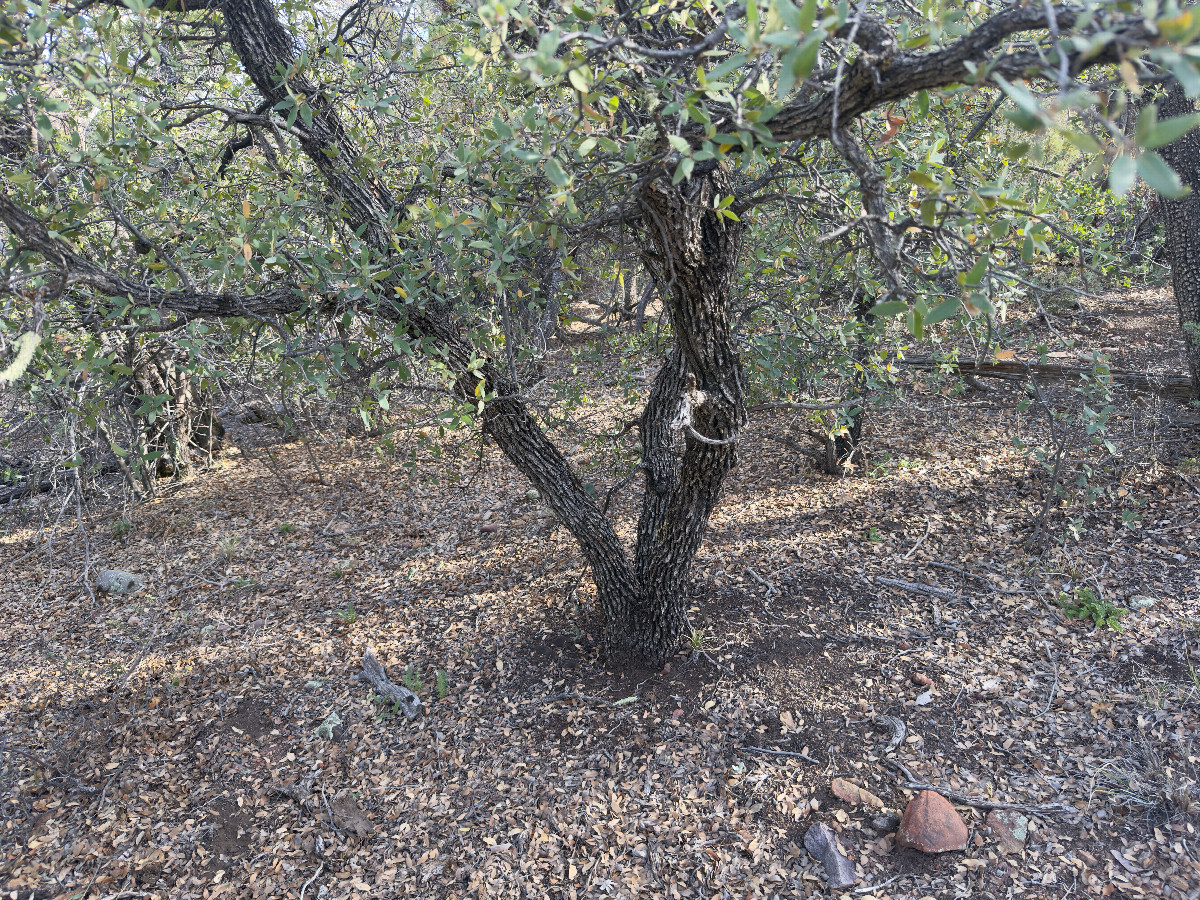 Ground cover at the confluence point