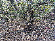 #5: Ground cover at the confluence point