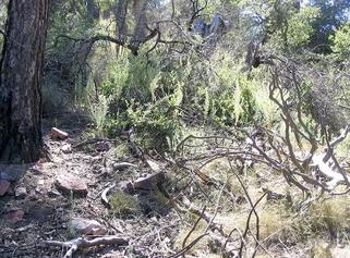 #1: Looking south, directly at the confluence amid tangled limbs and brush.