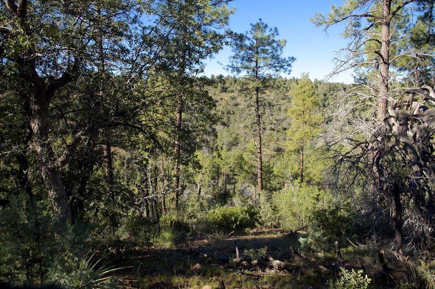 View North (across the gully)