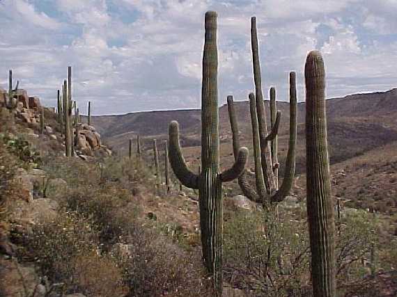 Saguaros on the hike out