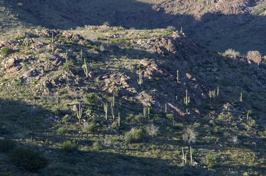 A narrow-angle view of the majestic Saguaro cactus, on the hillside north of the confluence point