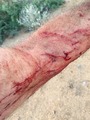 #8: My left arm, after tripping and falling into a barrel cactus during my hike back down from the confluence point