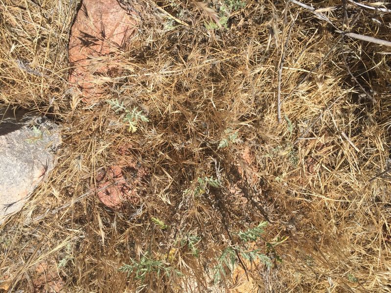 Ground cover at the confluence showing some of the thousands of burrs that attached themselves to our clothing.