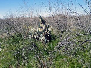 #1: Confluence Cactus