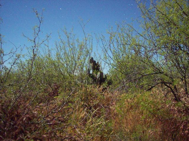 Confluence Cactus