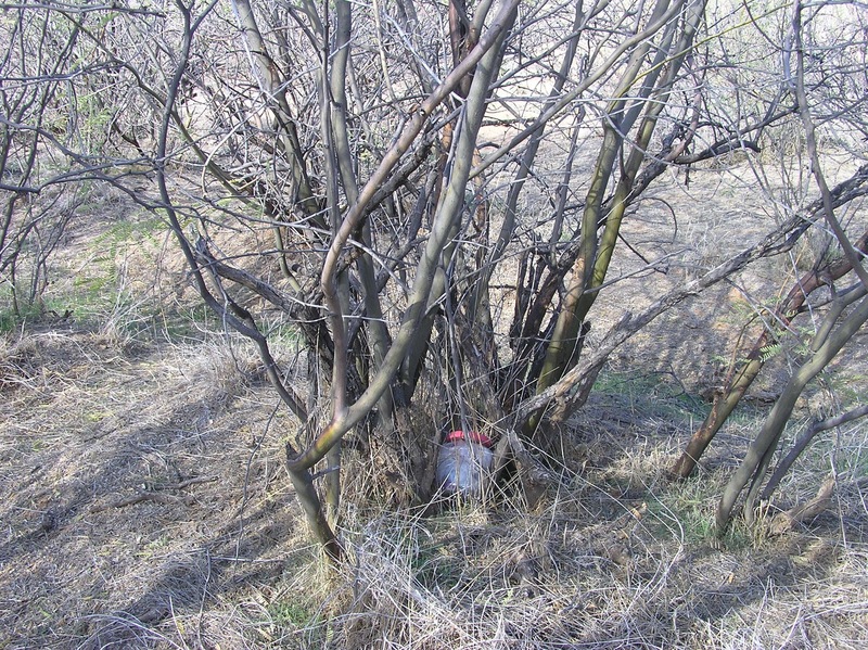 The confluence point lies in a thicket of thorny bushes.  (A geocache is wedged inside one of the bushes.)