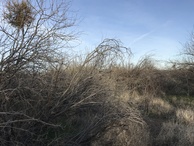 #5: View to the east from the confluence point. 