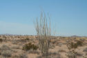 #7: ocotillo cactus