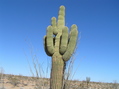 #8: Saguaro, the only one in the area, approximately 0.5 miles east of the confluence.