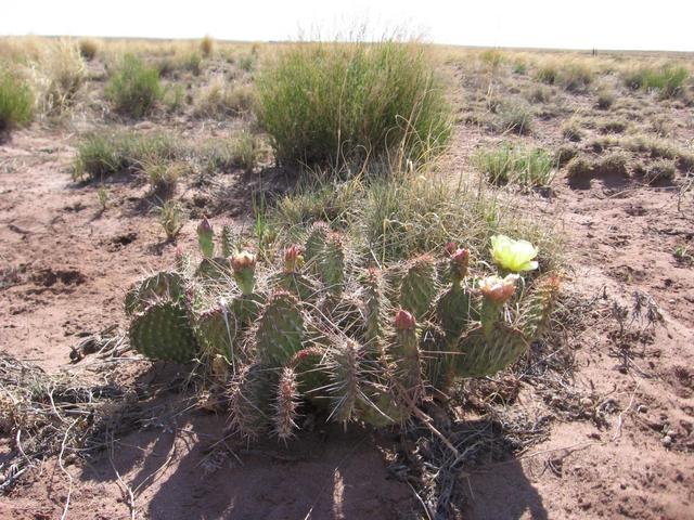 The confluence cactus (about 50m west of the CP)