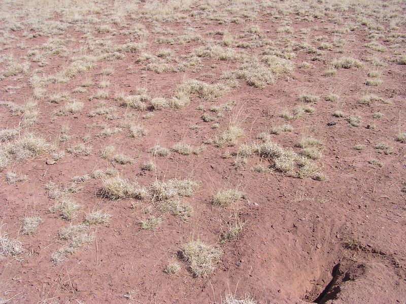 The confluence point lies on flat, thinly-vegetated grazing land