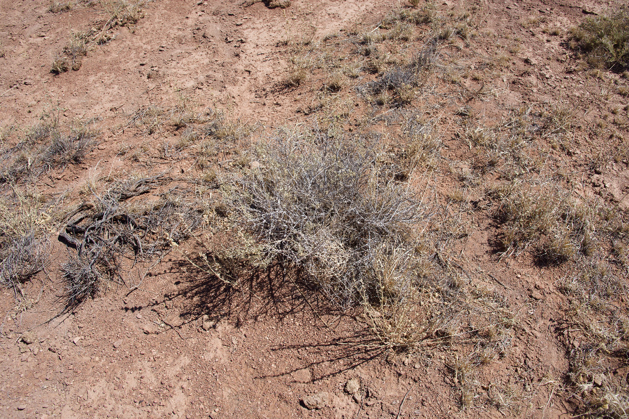 Ground cover at the confluence point