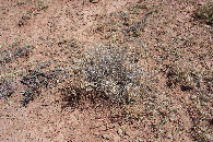 #5: Ground cover at the confluence point