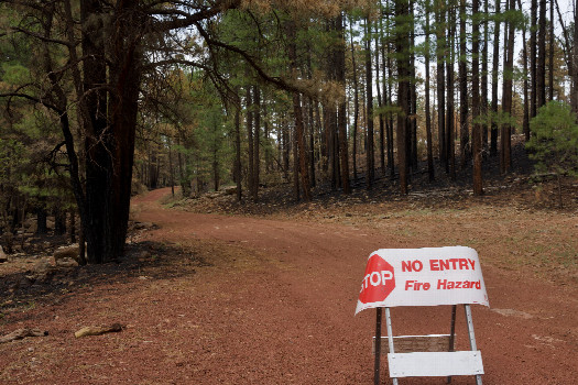 #1: This road leading towards the confluence point was closed due to a recent forest fire