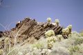 #3: Cholla